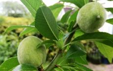 Robijn almond trees