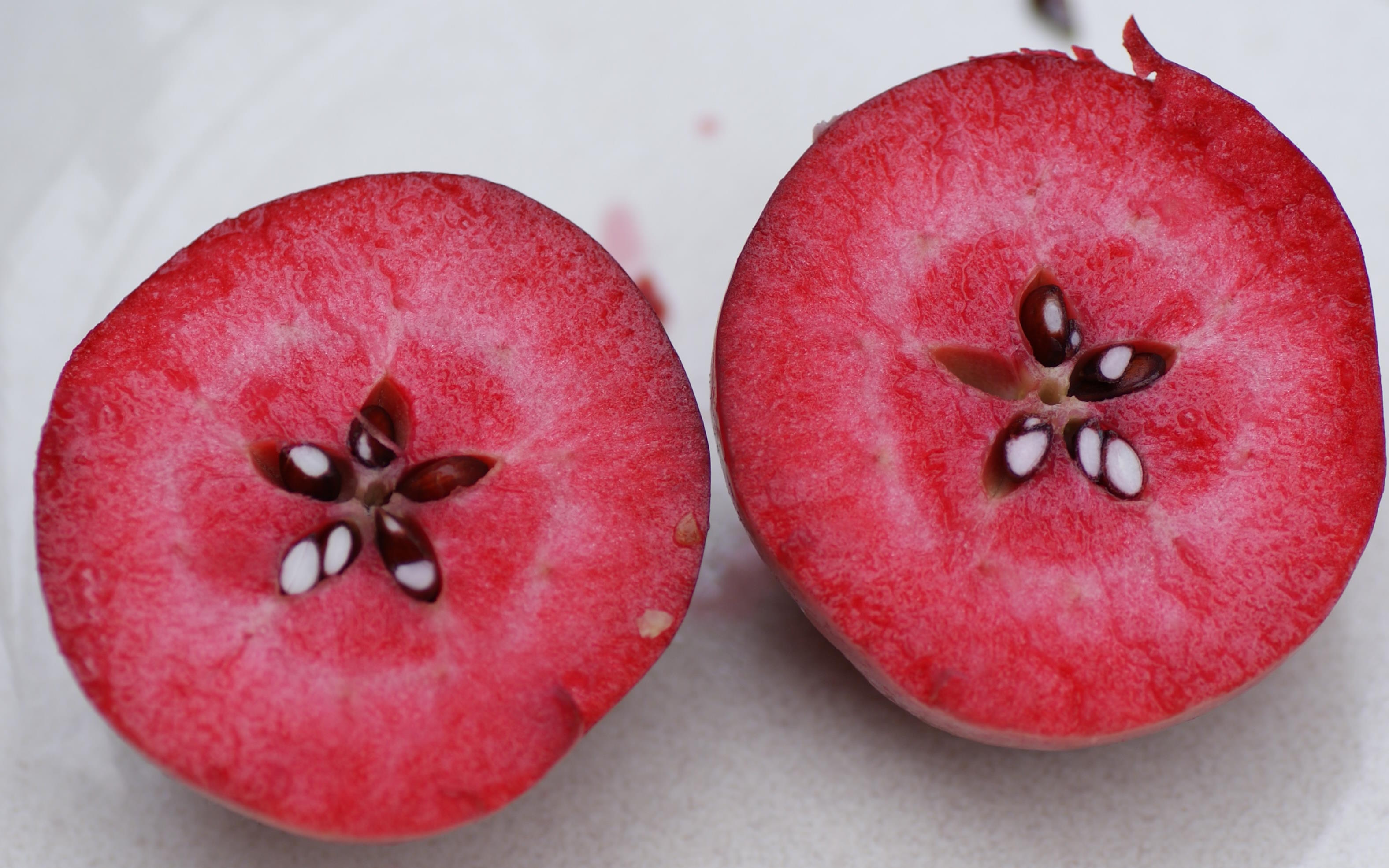 Scarlet Surprise apple trees