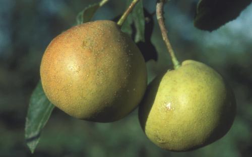 Shipover pears