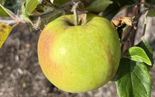 Stirling Castle apples