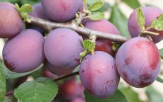 Swan plum trees