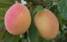 Thames Cross plum trees