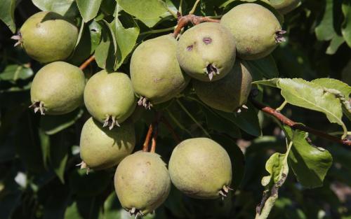 Yellow Huffcap pears