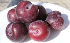 Flavor King japanese plum trees