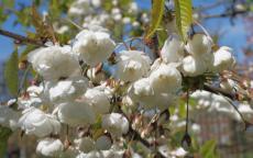 Plena flowering cherry tree