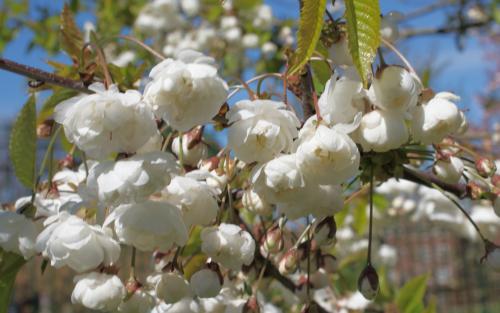 Prunus avium Plena blossom