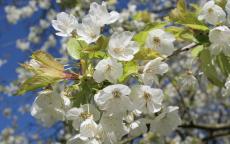 Prunus avium native trees