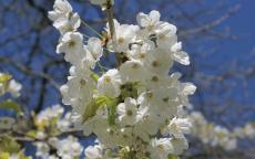 Prunus avium ornamental cherry trees