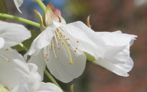 Prunus avium blossom