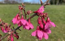 Felix Jury flowering cherry tree