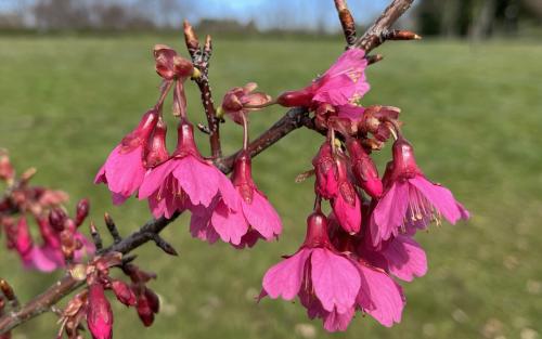 Prunus campanulata Felix Jury blossom