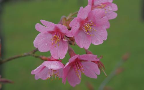 Prunus campanulata Kursar blossom