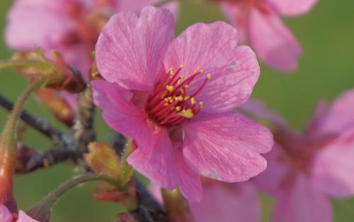 Prunus campanulata Kursar blossom