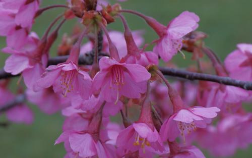 Prunus campanulata Kursar blossom