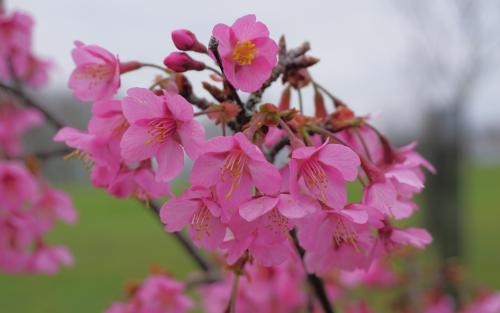 Prunus campanulata Kursar blossom