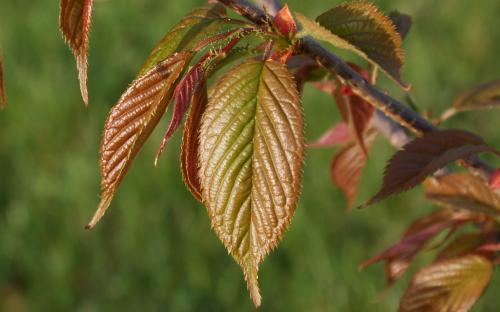 Prunus campanulata Kursar leaves