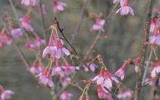 Okame flowering cherry