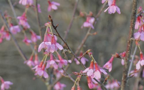 Prunus campanulata Okame blossom