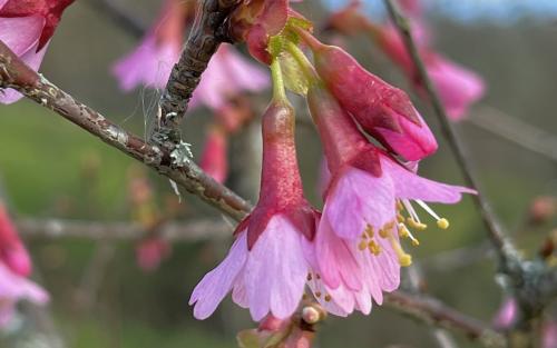 Prunus campanulata Okame blossom