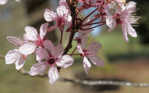 Prunus cerasifera Nigra blossom