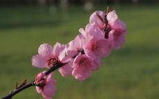 Spring Glow flowering cherry