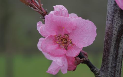 Prunus Spring Glow blossom