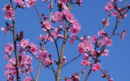 Prunus Spring Glow blossom