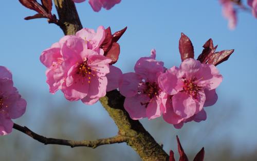 Prunus Spring Glow blossom