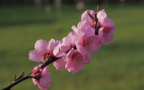 Prunus Spring Glow blossom