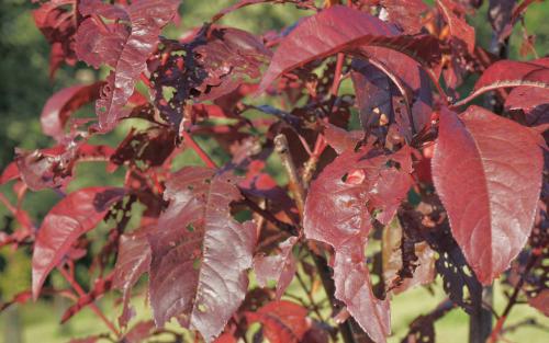 Prunus Spring Glow leaves