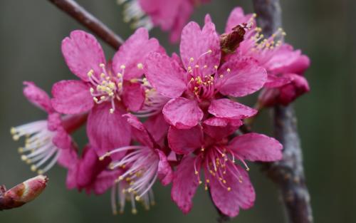 Prunus cerasifera Collingwood Ingram blossom