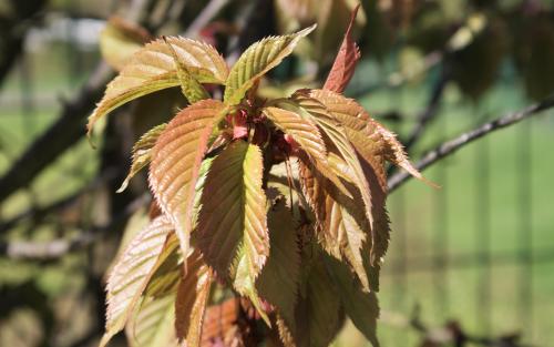 Prunus cerasifera Collingwood Ingram leaves