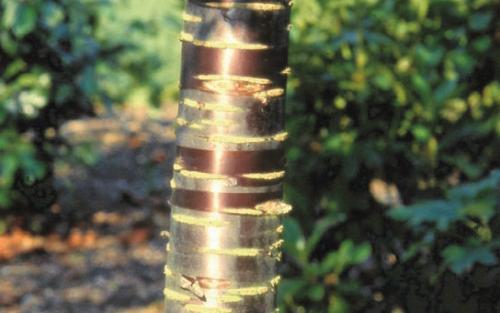 Prunus himalaica