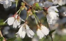 Frilly Frock flowering cherry tree