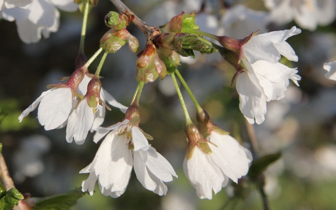 Frilly Frock flowering cherry tree