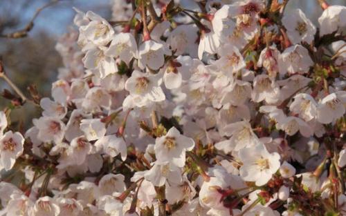 Prunus incisa Kojo-no-mai blossom