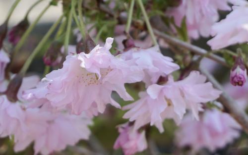 Prunus incisa Oshidori blossom