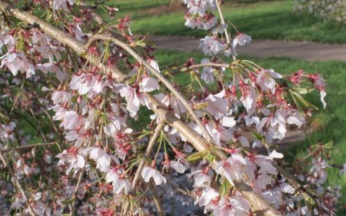 Prunus incisa Pendula blossom