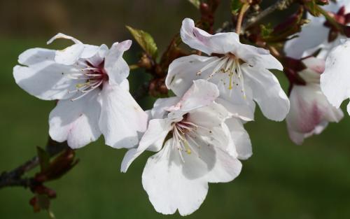 Prunus The Bride blossom