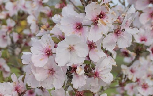 Prunus The Bride blossom