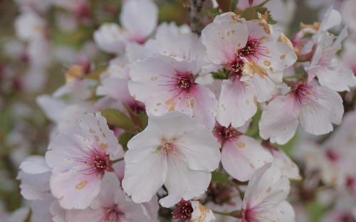 Prunus The Bride blossom