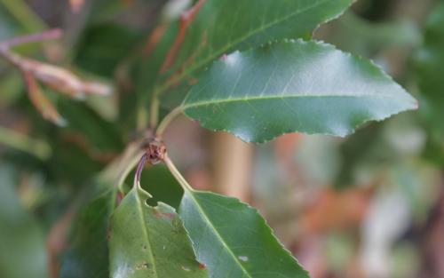 Prunus lusitanica Myrtifolia leaves