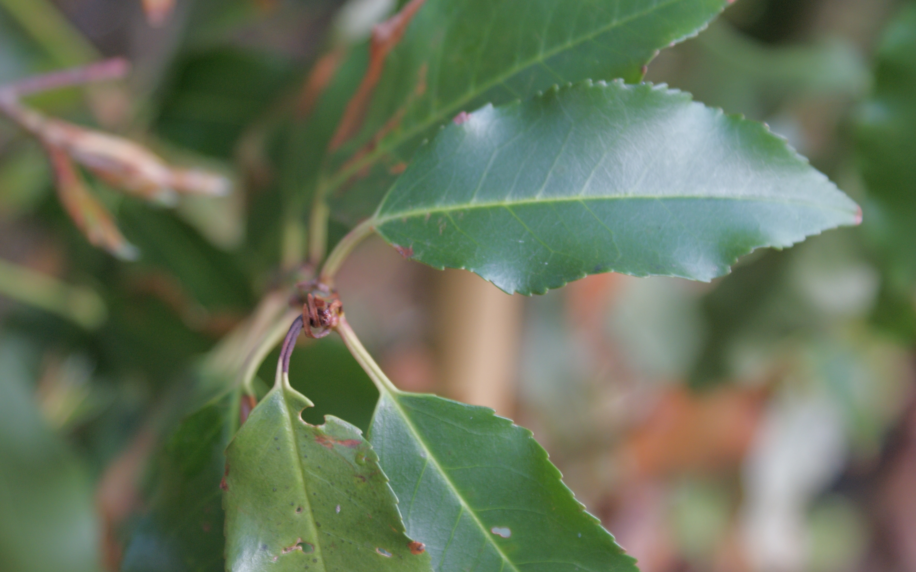 Myrtifolia flowering cherry tree