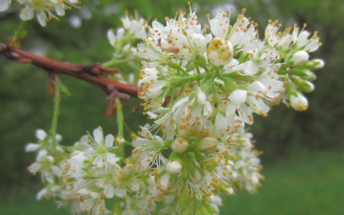 Prunus maackii Amber Beauty blossom