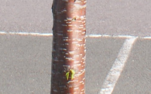 Amber Beauty flowering cherry tree