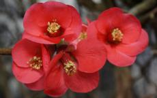 Beni-chidori flowering apricot