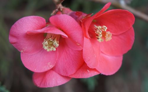 Prunus mume Beni-chidori blossom