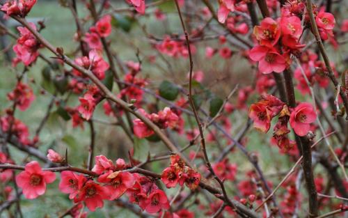 Prunus mume Beni-chidori blossom