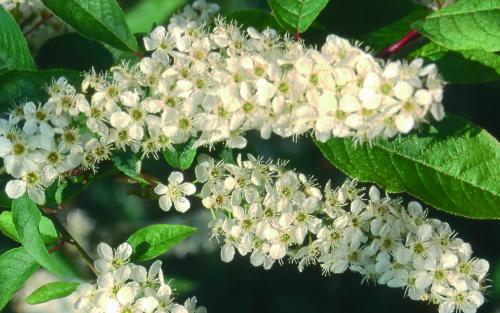 Prunus padus Albertii blossom