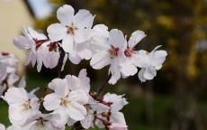 Pandora ornamental cherry trees